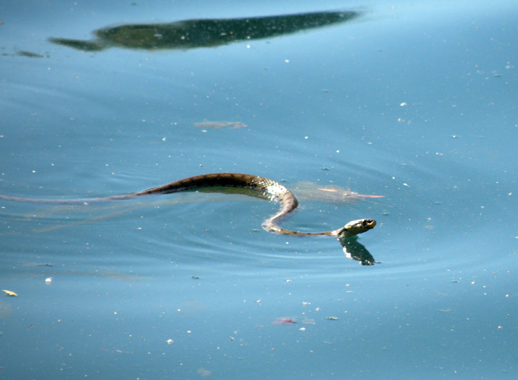 Natrix.... natrix o tessellata?